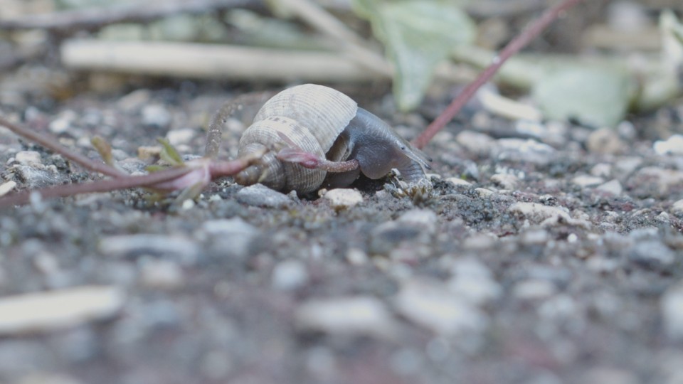 Voices and Shells-3